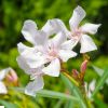 korobi Flower oleander