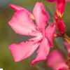 korobi Flower oleander