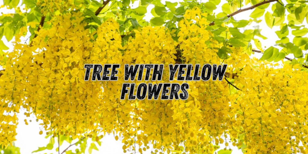 tree with yellow flowers