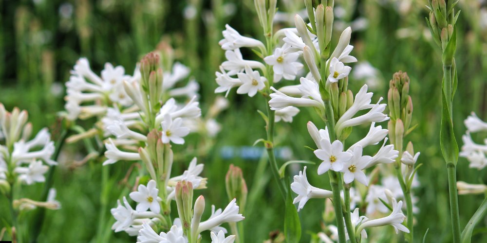 white flowers in India