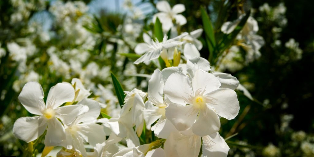 White korobi flower