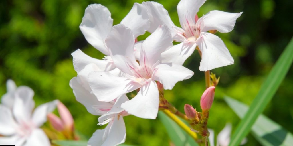 White korobi flower