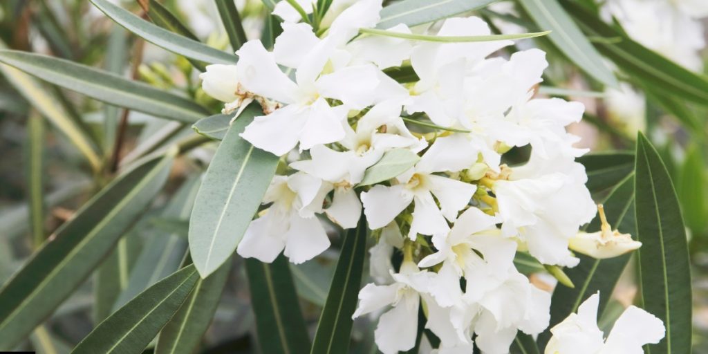 white korobi flower