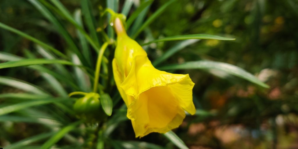 yellow korobi flower