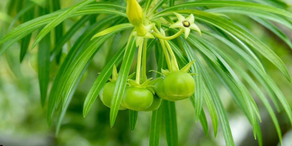 yellow korobi flower